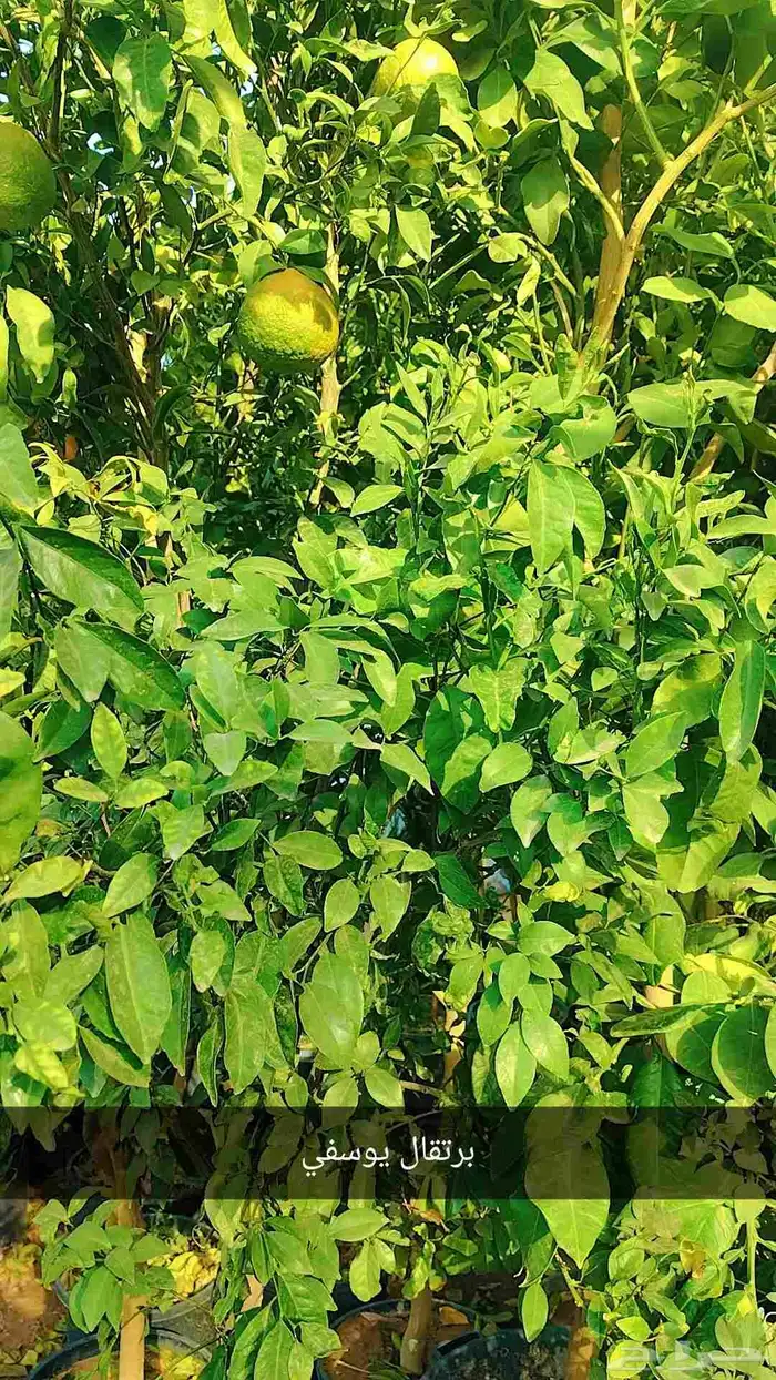 نخيل واشجار 9