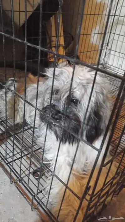 1_كلب_من_نوع_(شيتزو) index