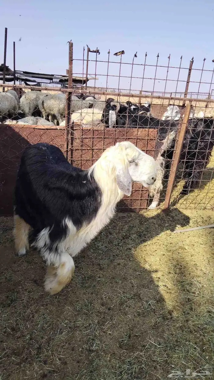 خروف نجدي مستقبل فحل 0