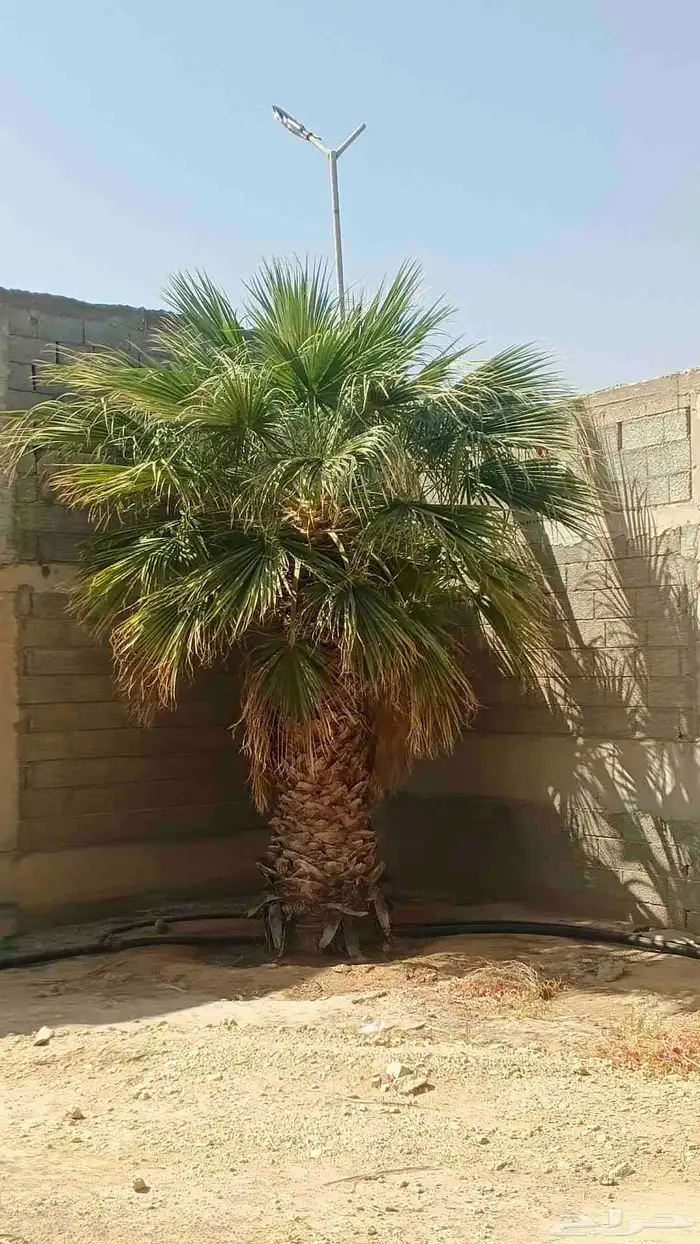 نخيل للبيع مثمر فسائل نقايل جثايث 13