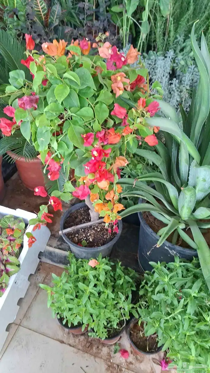 تنسيق حدائق 23