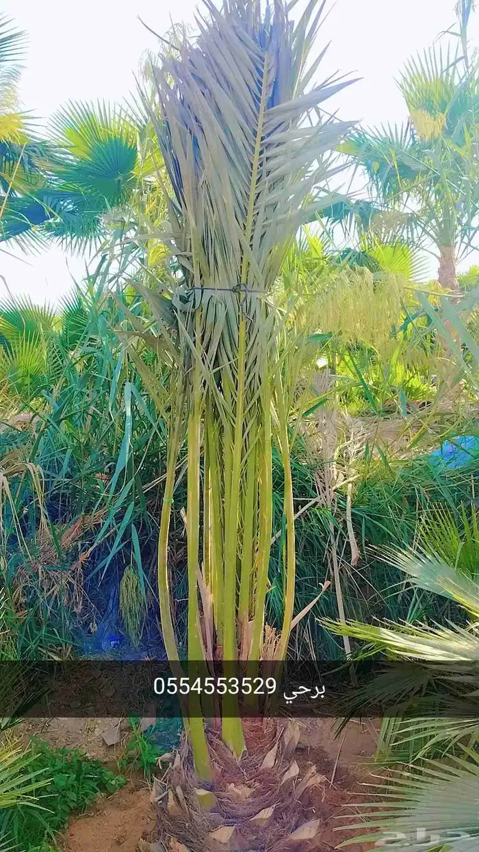 نخيل واشجار 0