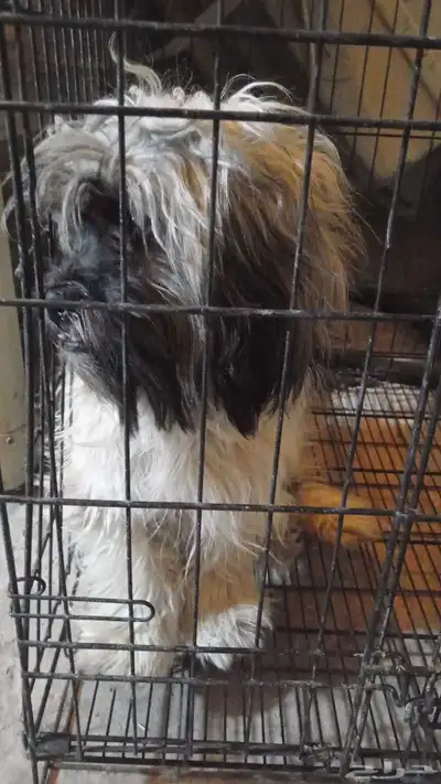 1_كلب_من_نوع_(شيتزو) index