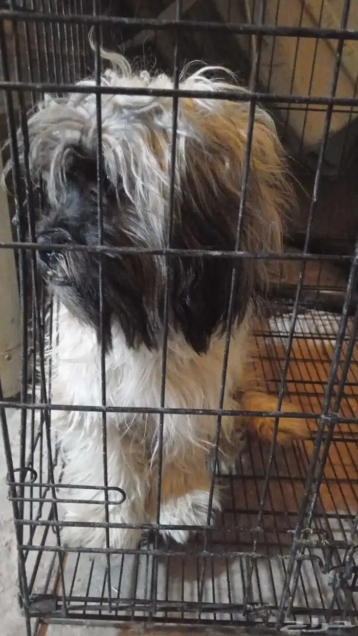 1_كلب_من_نوع_(شيتزو) 1