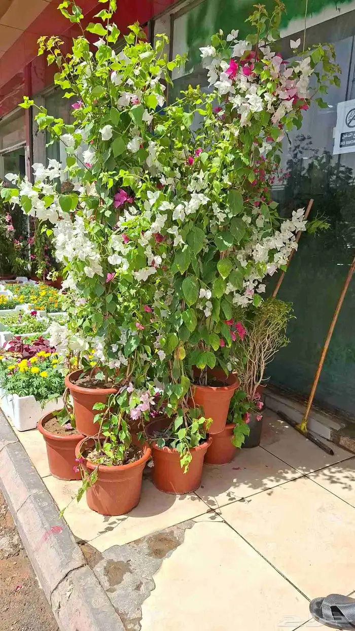 تنسيق حدائق 25