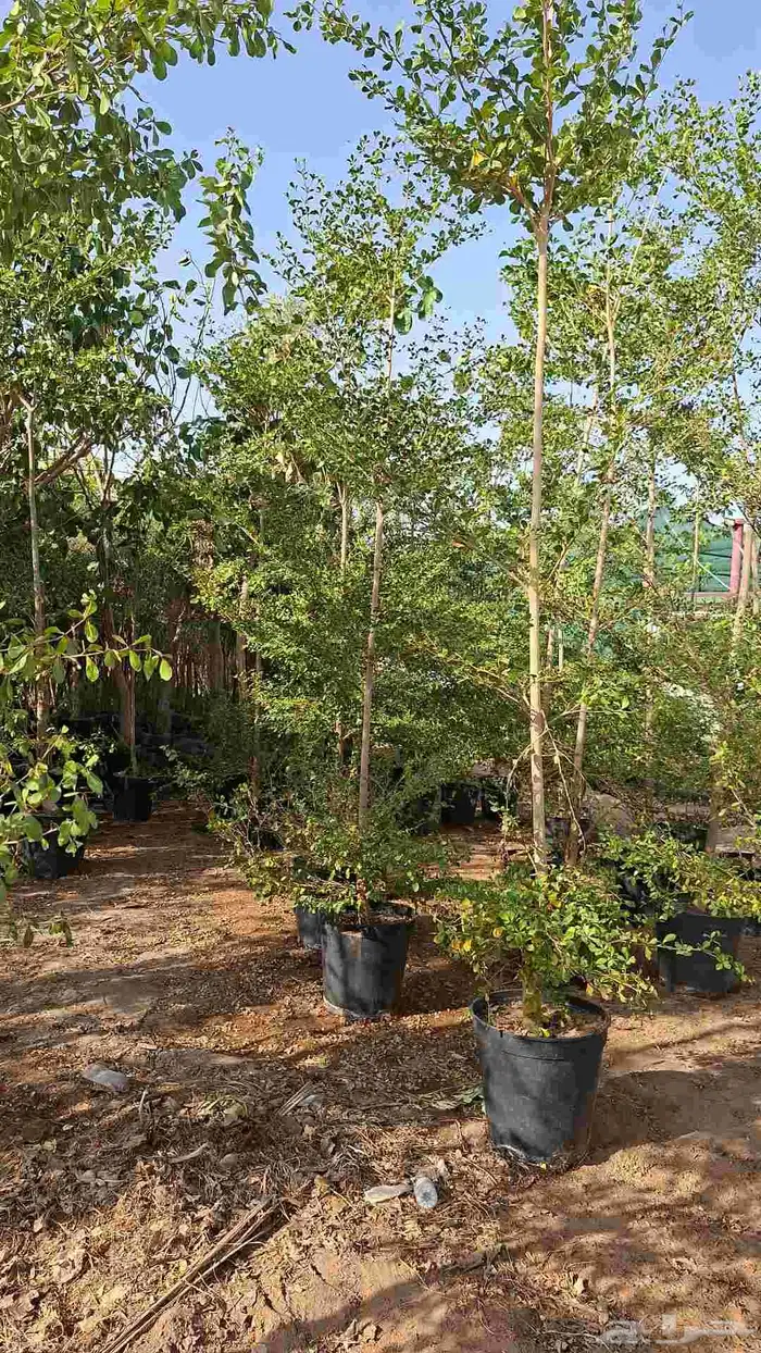 تنسيق حدائق 6