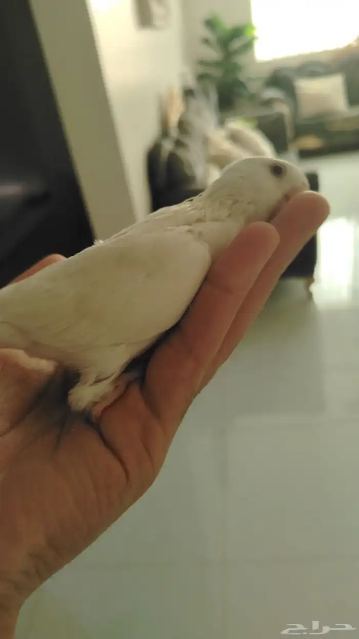 فرخ روز البينو 2