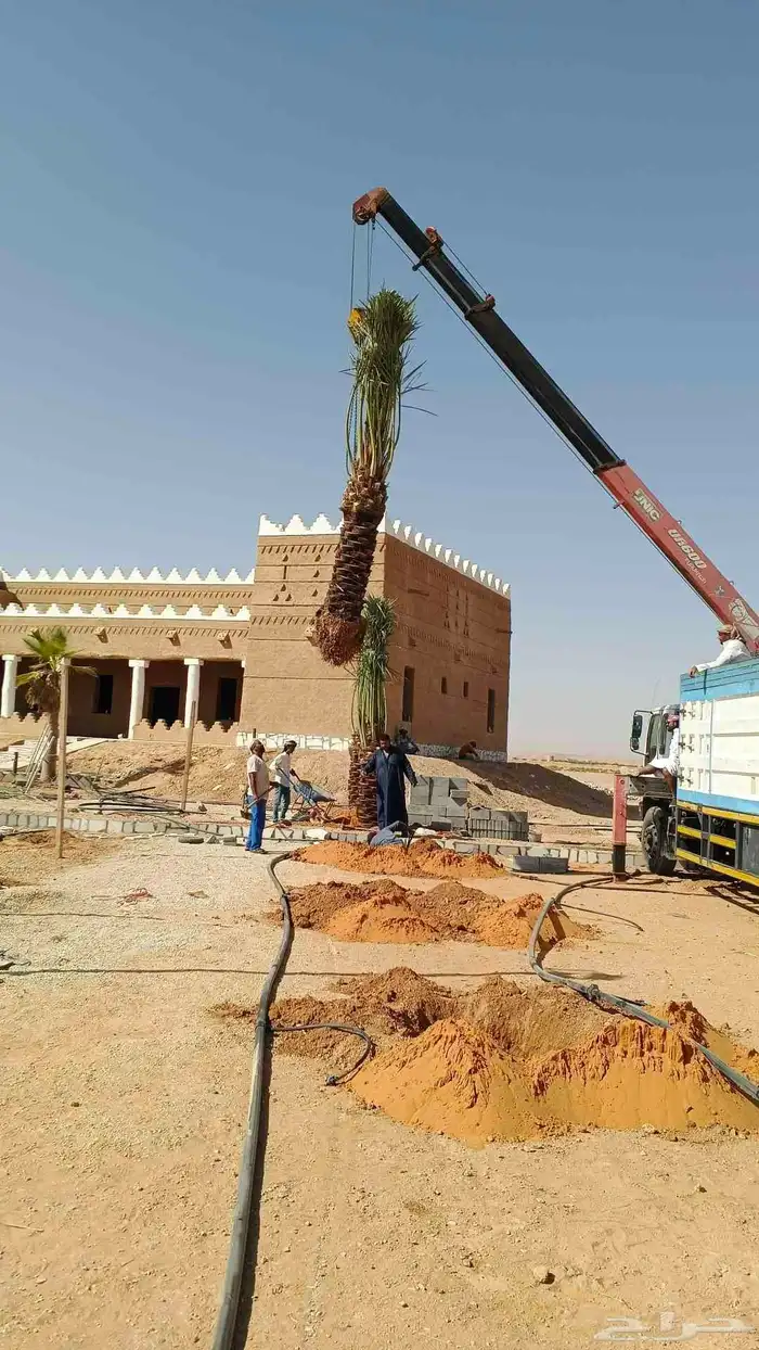 نخيل للبيع مثمر فسائل نقايل جثايث 7