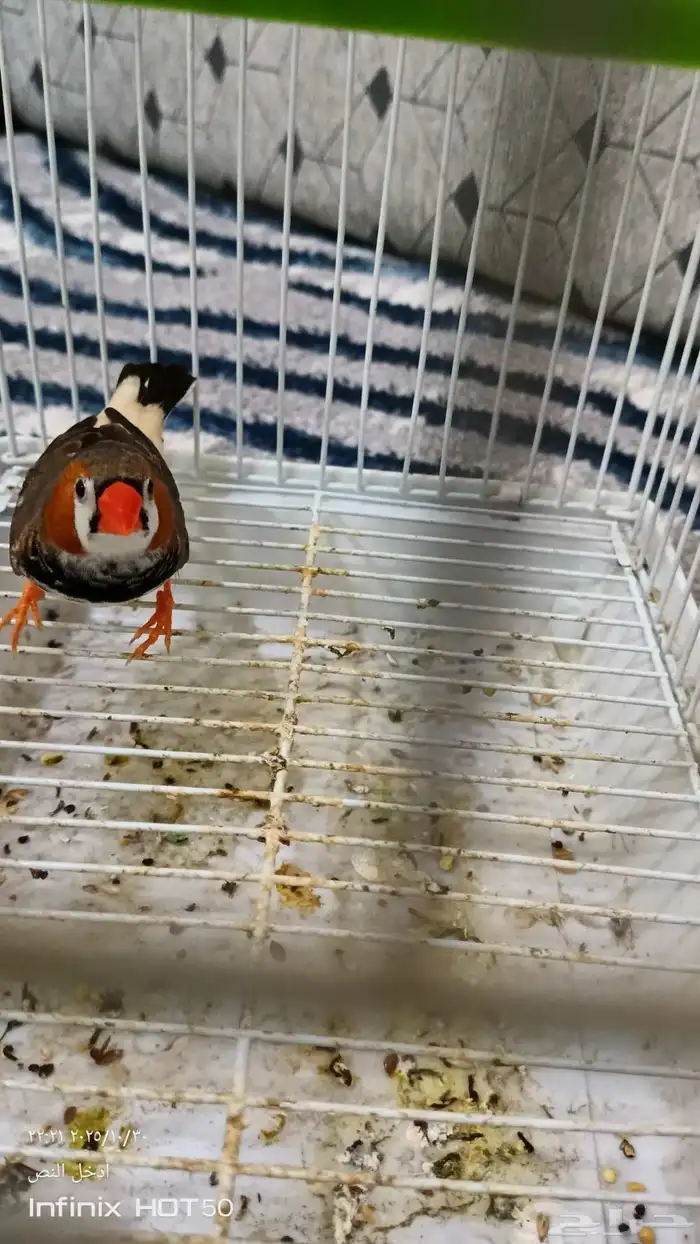 ذكر زيبرا هولندي تم البيع 1