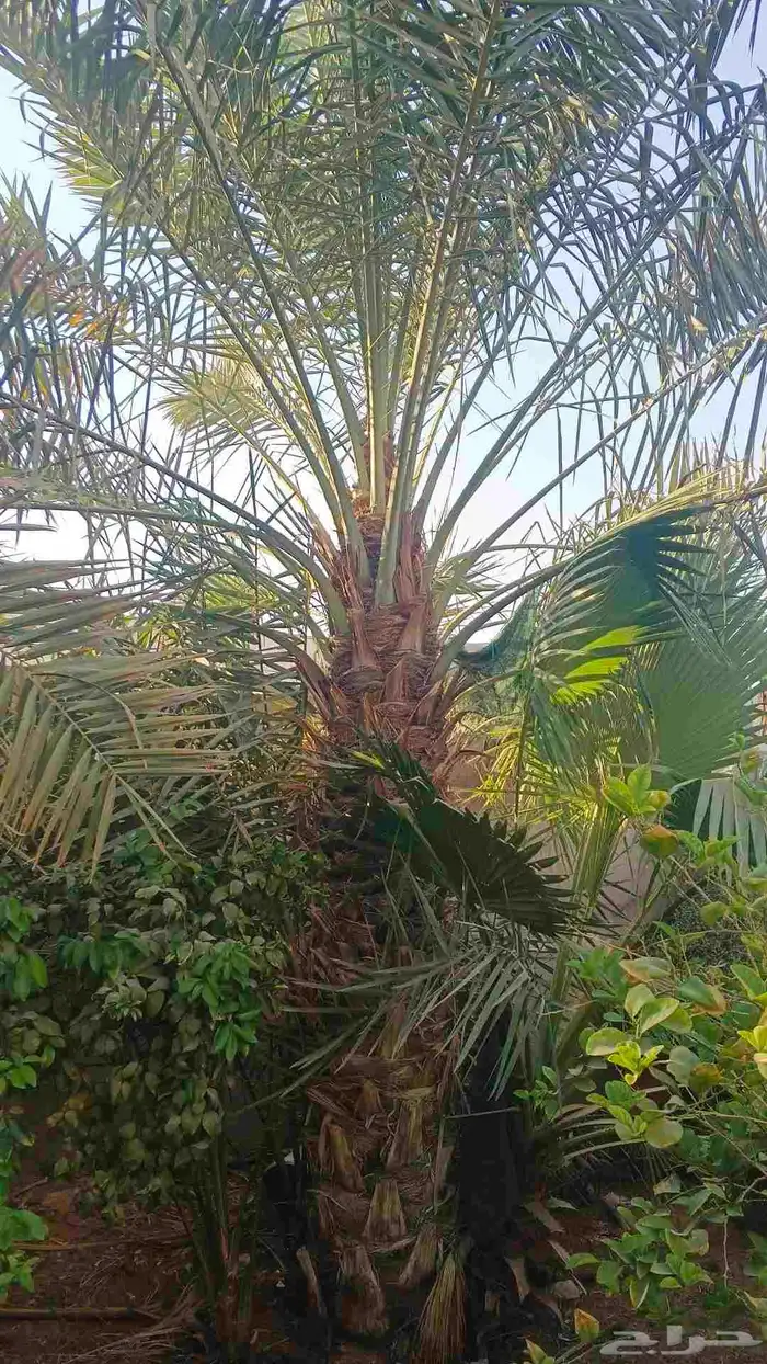 نخيل للبيع مثمر فسائل نقايل جثايث 2