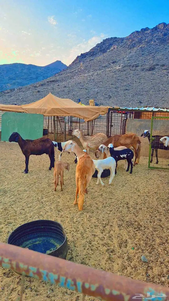 ضان سواكنيه 16 خلفات بفحلها 1