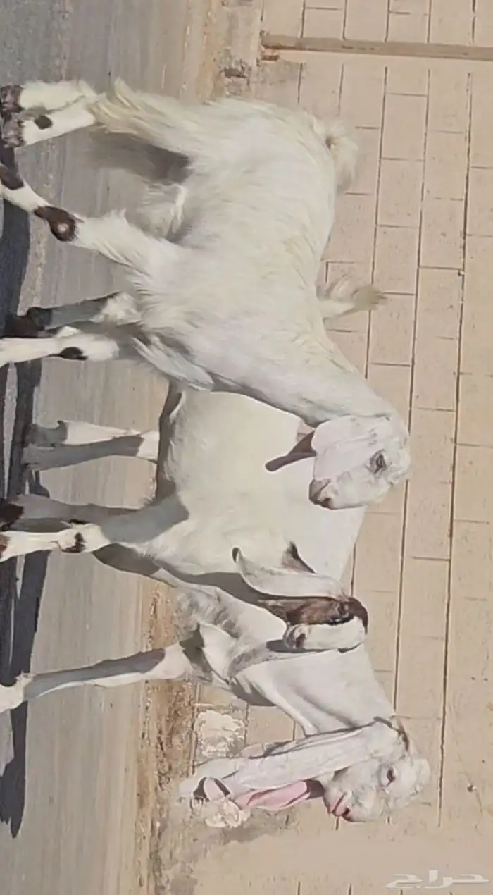 طقم جفرتين جم وفحلها جذعان بيض برص فواخر 3