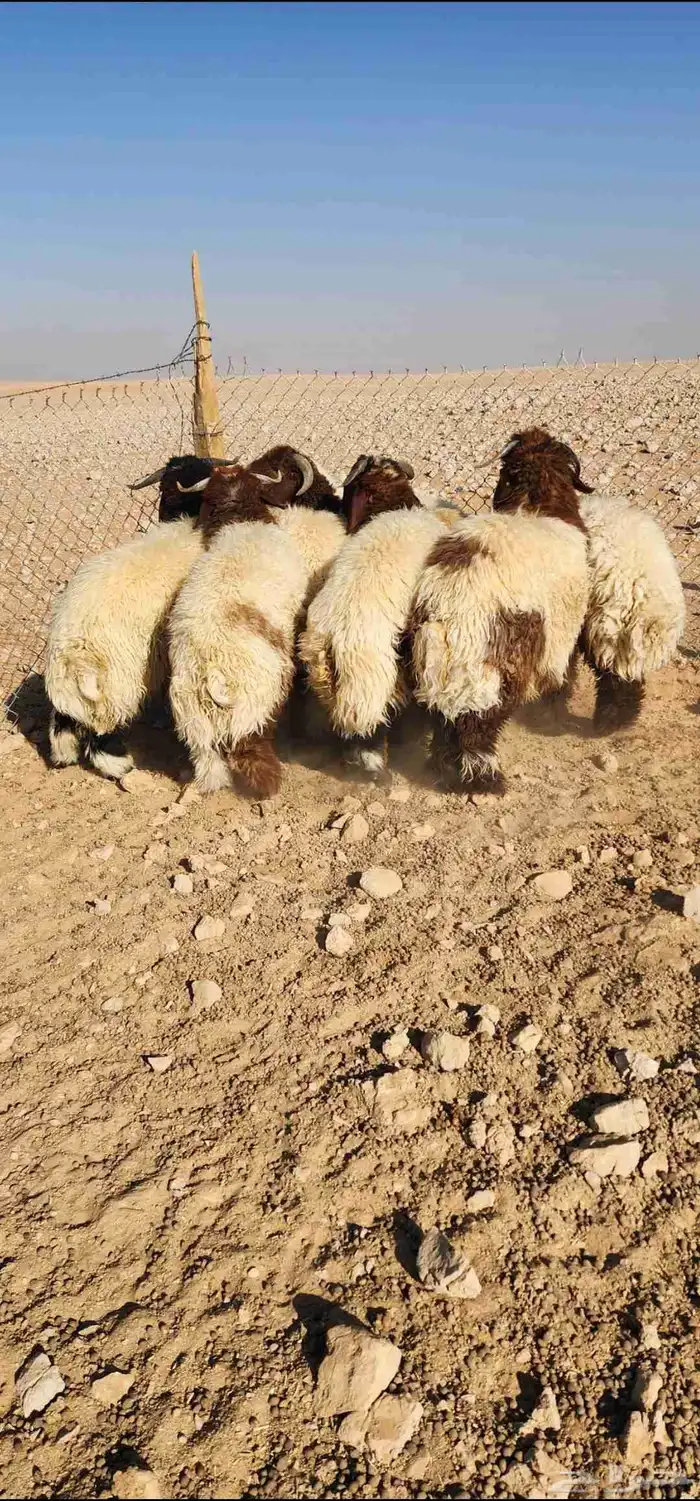 للبيع جذعان نعيم بلدي 0