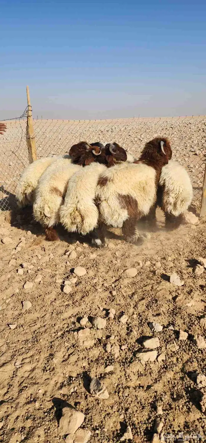 للبيع جذعان نعيم بلدي 1