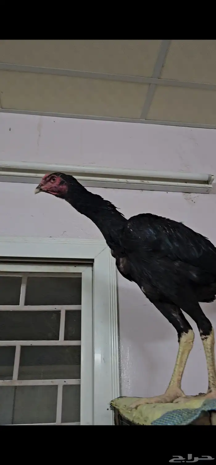 ديك شامو الماني هزاز 1