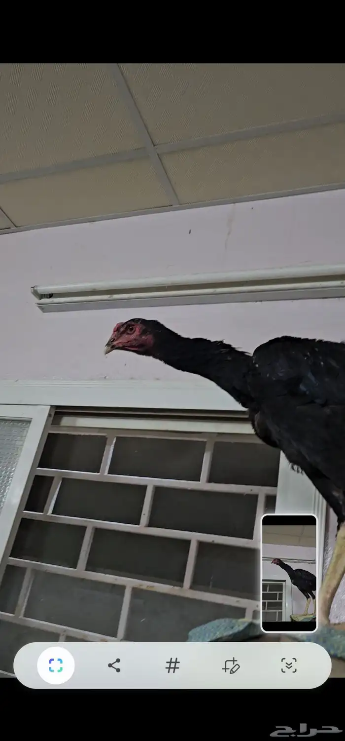 ديك شامو الماني هزاز 0