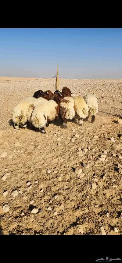 للبيع جذعان نعيم بلدي index