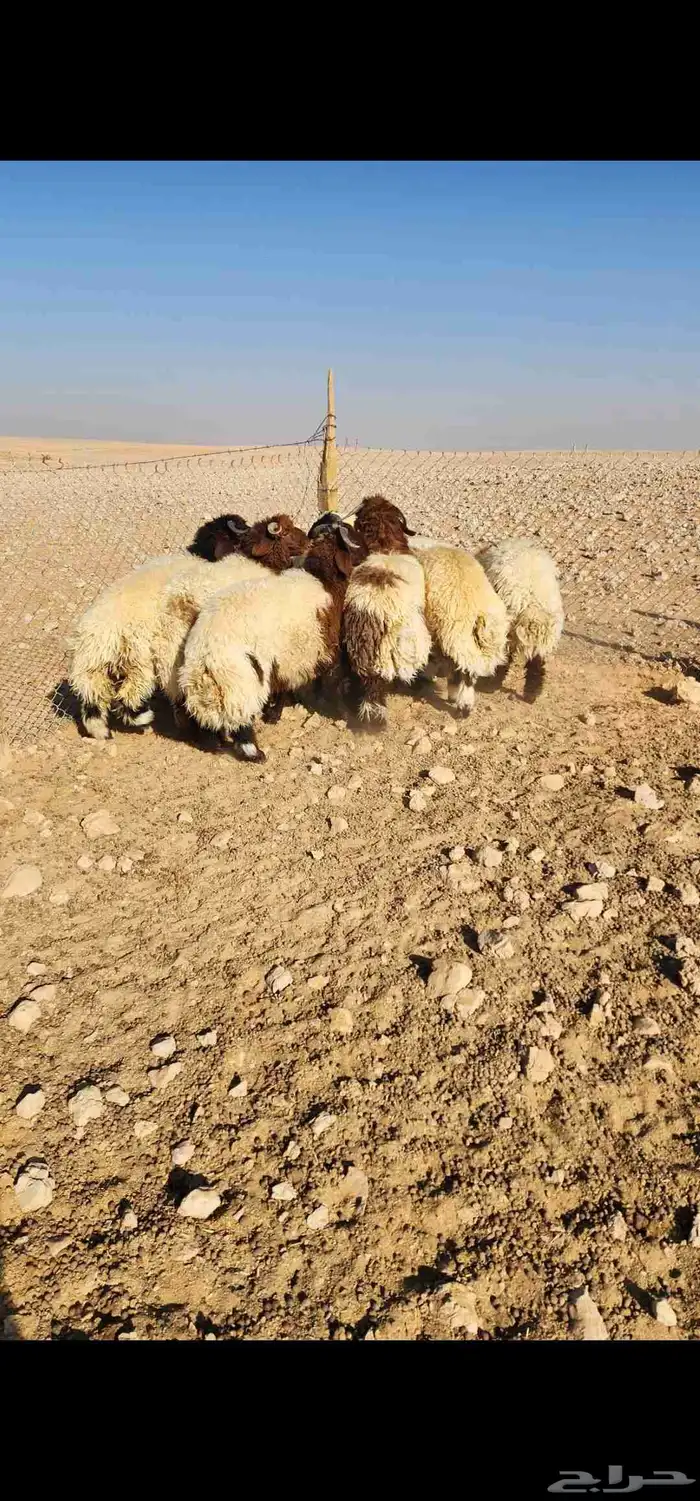 للبيع جذعان نعيم بلدي 3