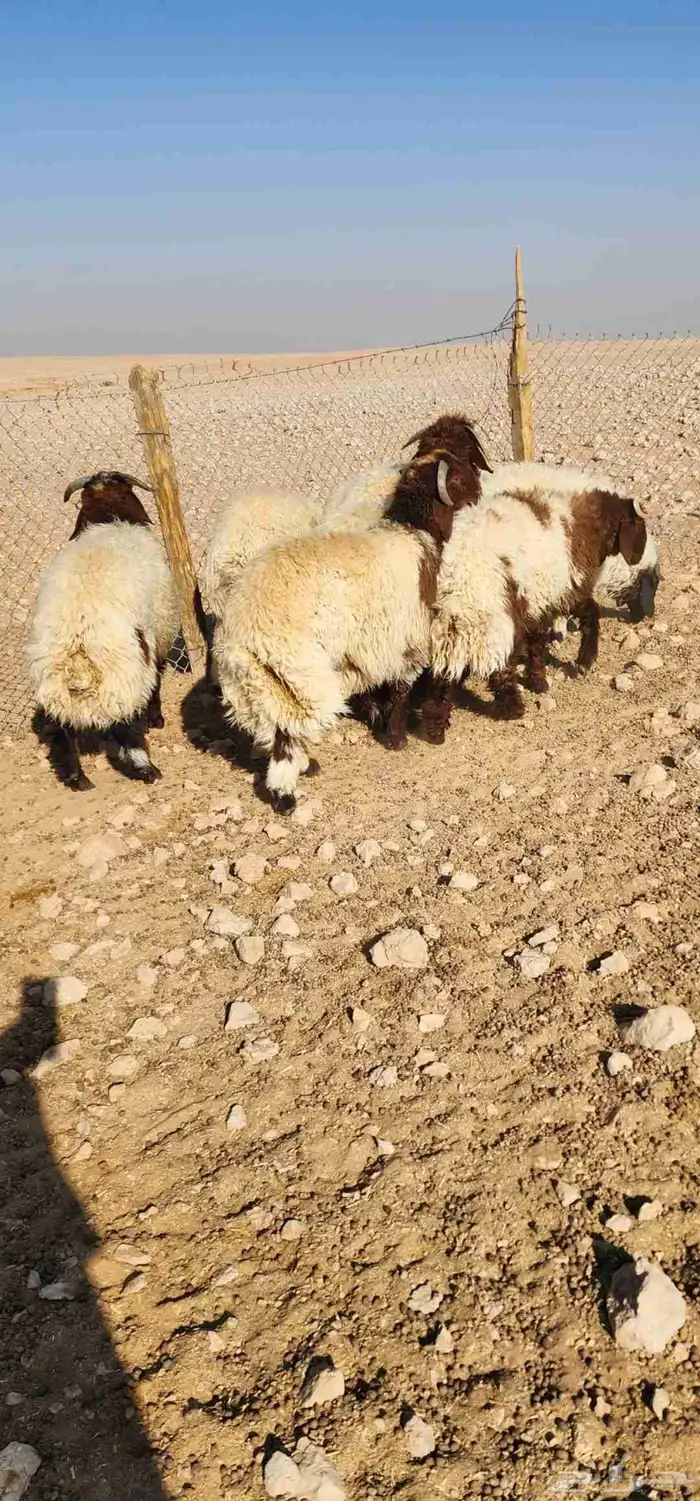 للبيع جذعان نعيم بلدي 4