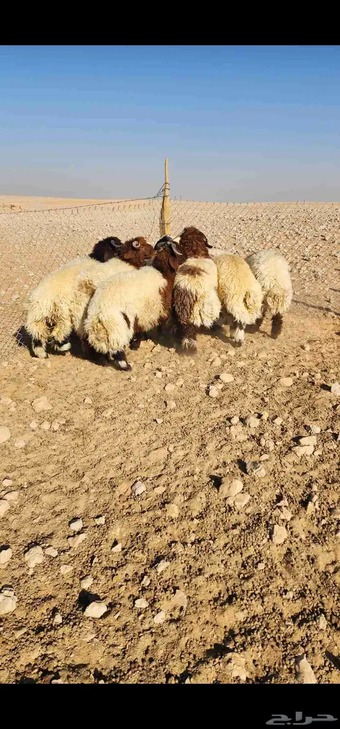 للبيع جذعان نعيم بلدي 2