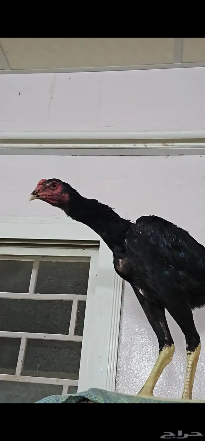 ديك شامو الماني هزاز 2