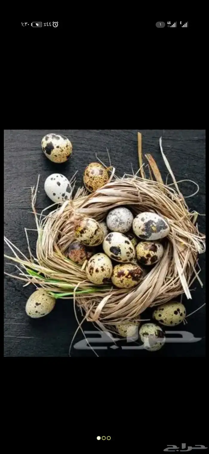 بيض سمان انتاج يومي ولله الحمد 4