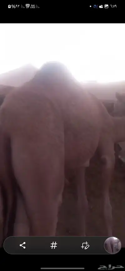 بكرتين للبيع لبانيات index