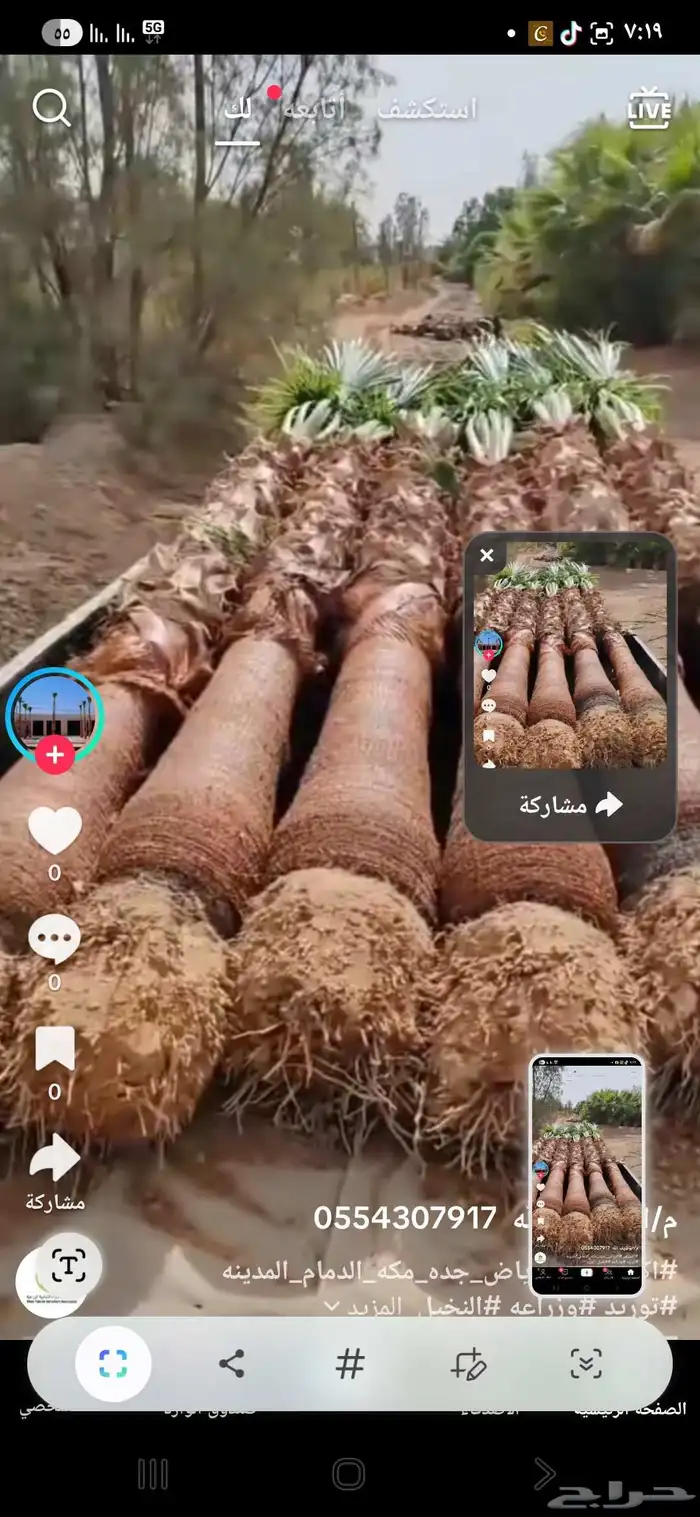 متوفر جميع انواع النخيل 9