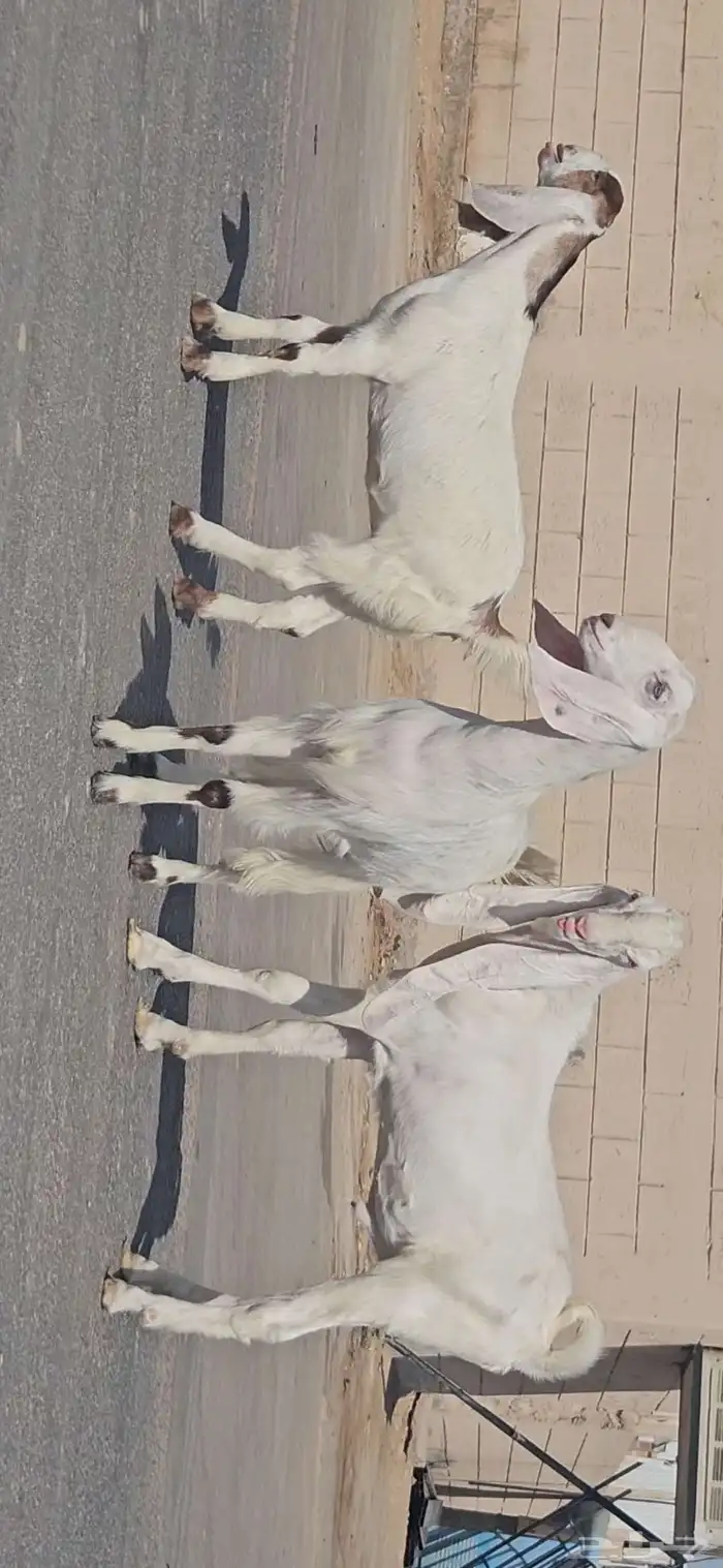 طقم جفرتين جم وفحلها جذعان بيض برص فواخر 1