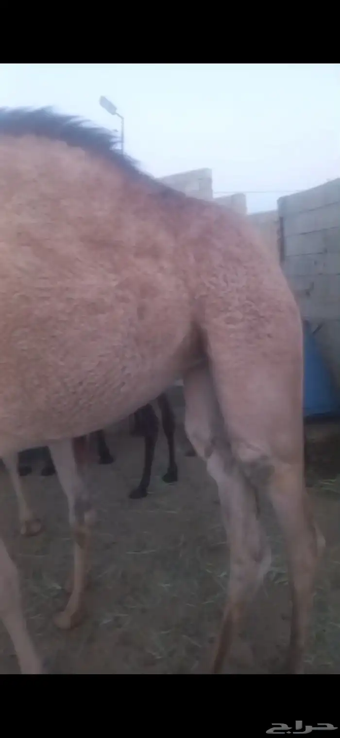 بكرتين للبيع لبانيات 0