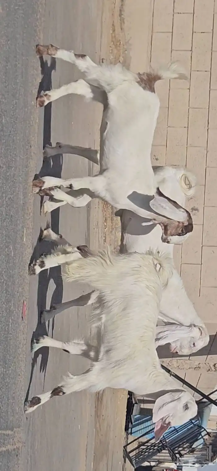 طقم جفرتين جم وفحلها جذعان بيض برص فواخر 0