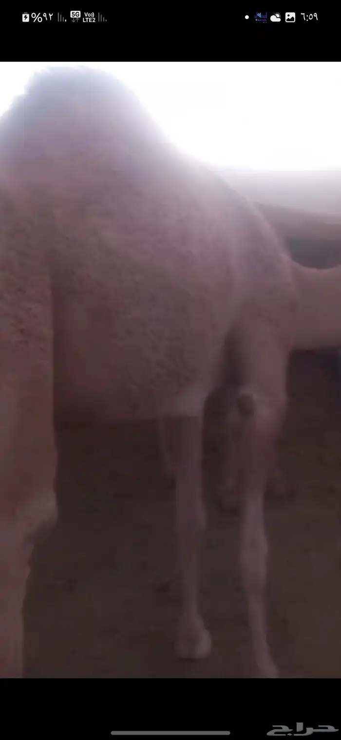 بكرتين للبيع لبانيات 3