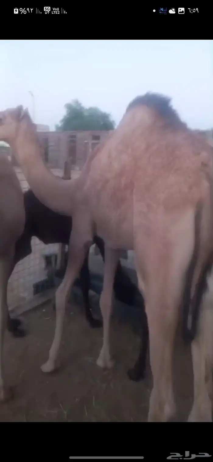 بكرتين للبيع لبانيات 2