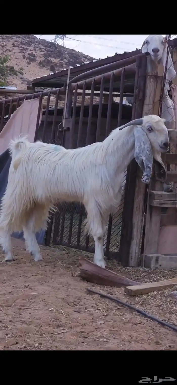 بسم الله ماشاء الله فحل ثني جرم وشعره كايفه يضرب شرط وحااا 2