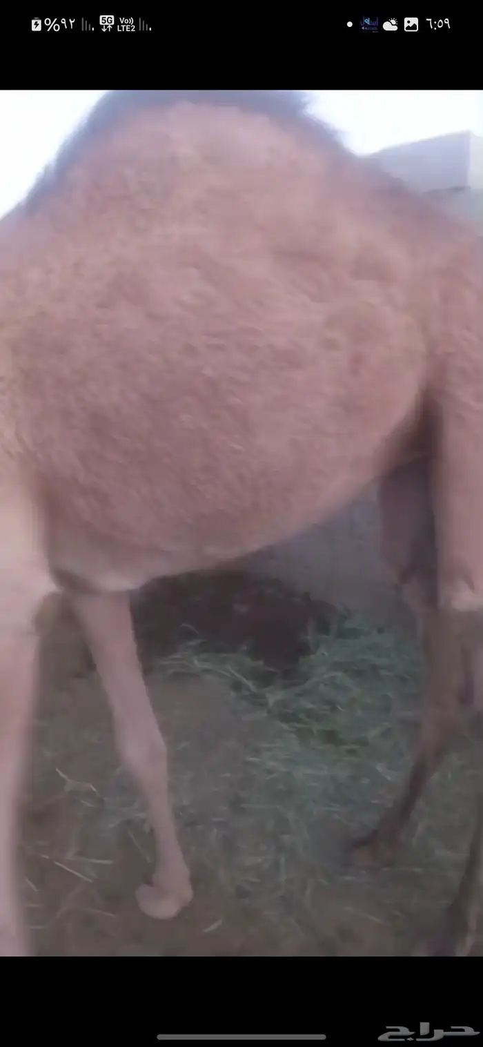 بكرتين للبيع لبانيات 4