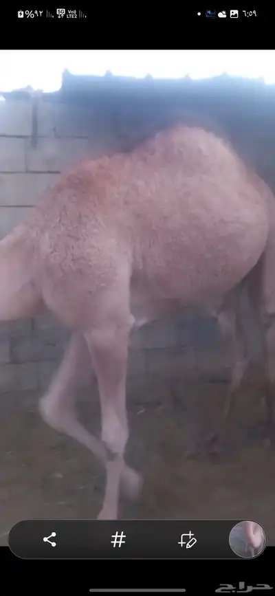 بكرتين للبيع لبانيات index