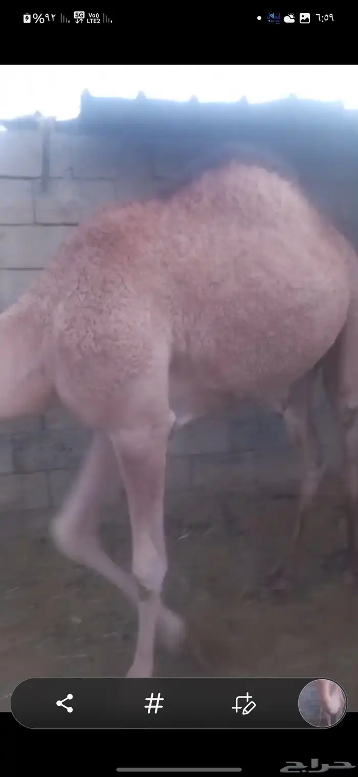 بكرتين للبيع لبانيات 6