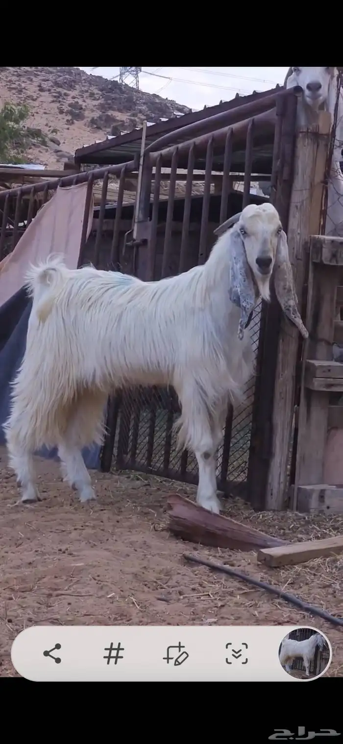 بسم الله ماشاء الله فحل ثني جرم وشعره كايفه يضرب شرط وحااا 1