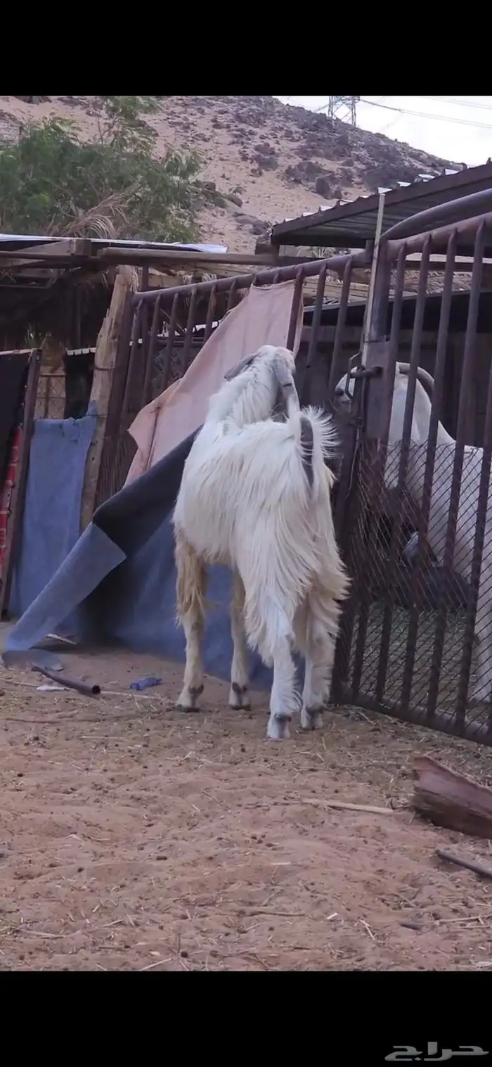 بسم الله ماشاء الله فحل ثني جرم وشعره كايفه يضرب شرط وحااا 0