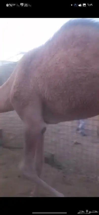 بكرتين للبيع لبانيات index