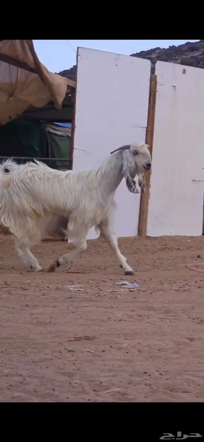 بسم الله ماشاء الله فحل ثني جرم وشعره كايفه يضرب شرط وحااا 3