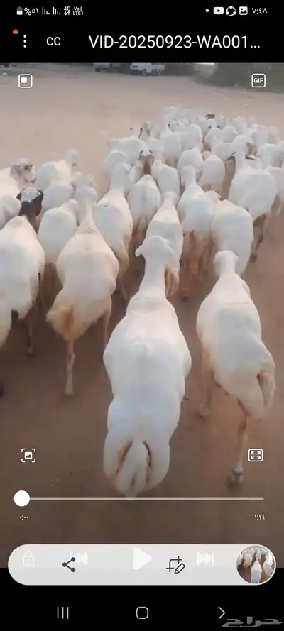 يوجد لدينا ضان رفيديات للبيع في مواليد وفي دفيع index