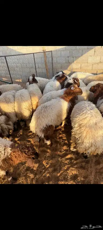 غنم نعيمي بلدي index