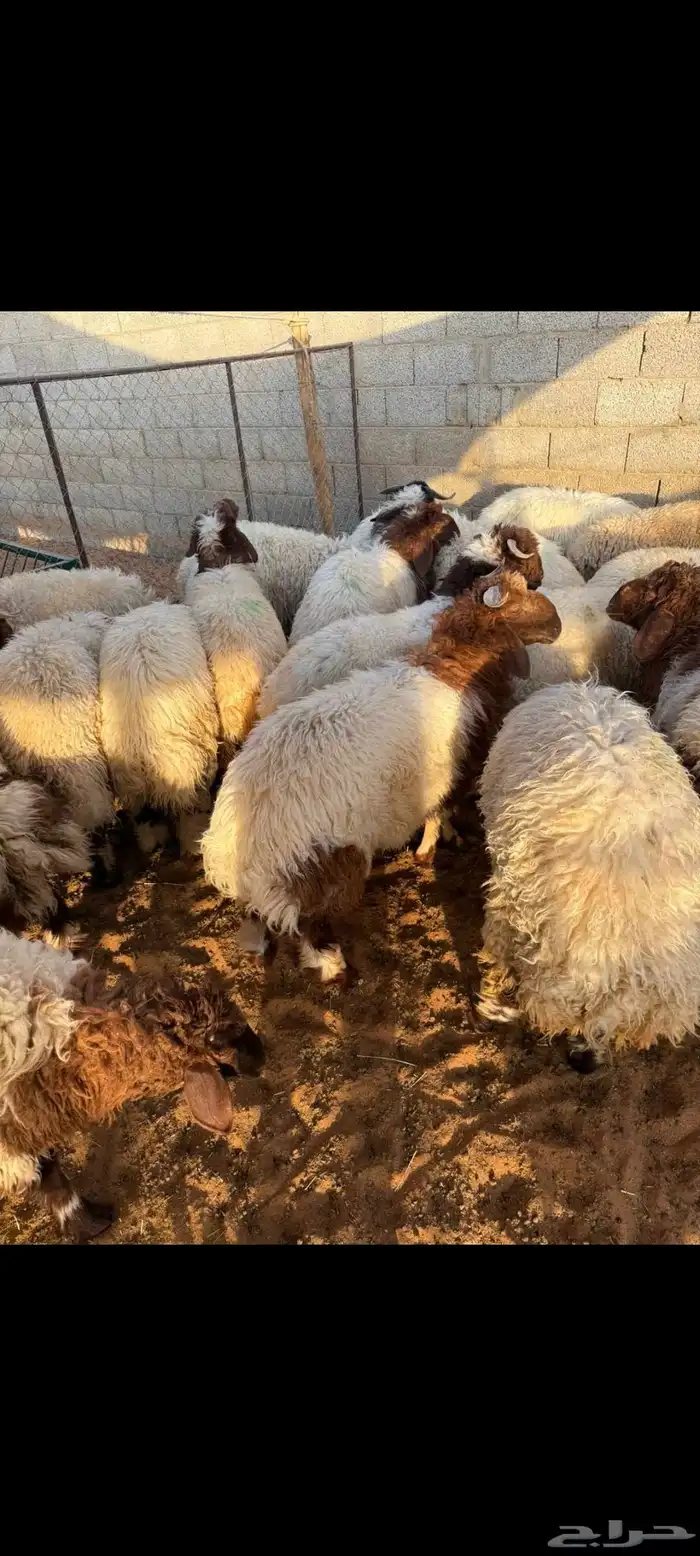 غنم نعيمي بلدي 3