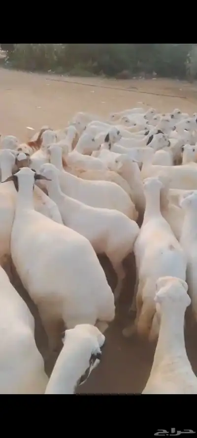 يوجد لدينا ضان رفيديات للبيع في مواليد وفي دفيع index