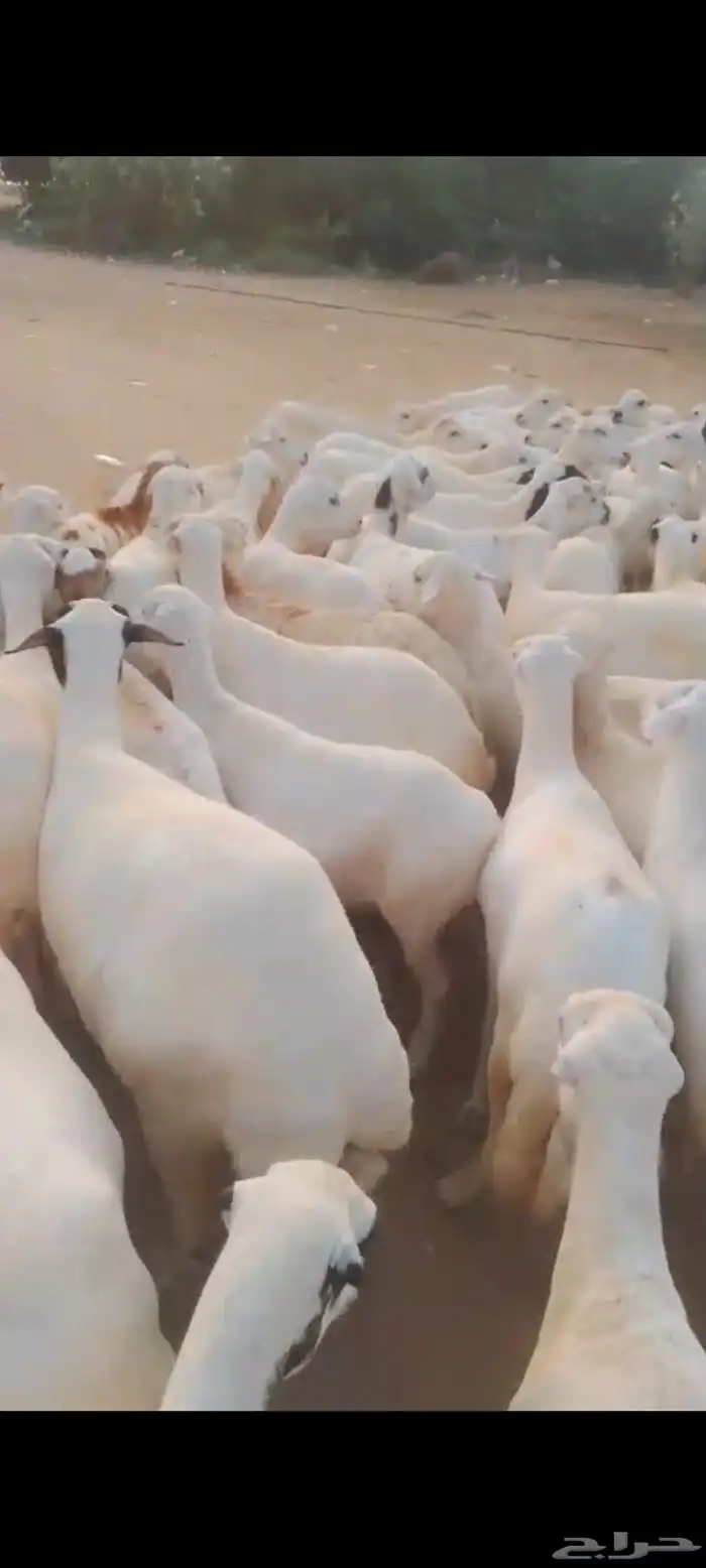 يوجد لدينا ضان رفيديات للبيع في مواليد وفي دفيع 2