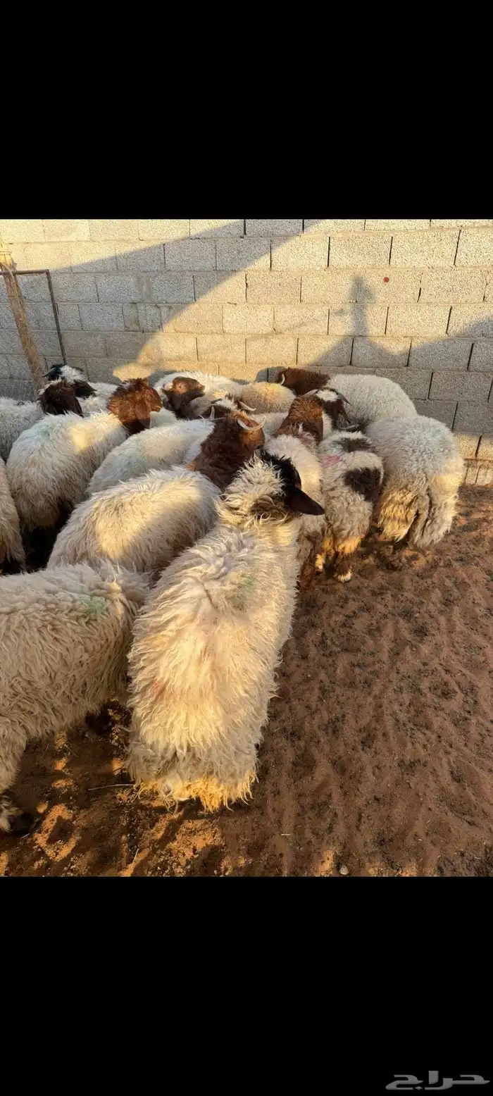 غنم نعيمي بلدي 1