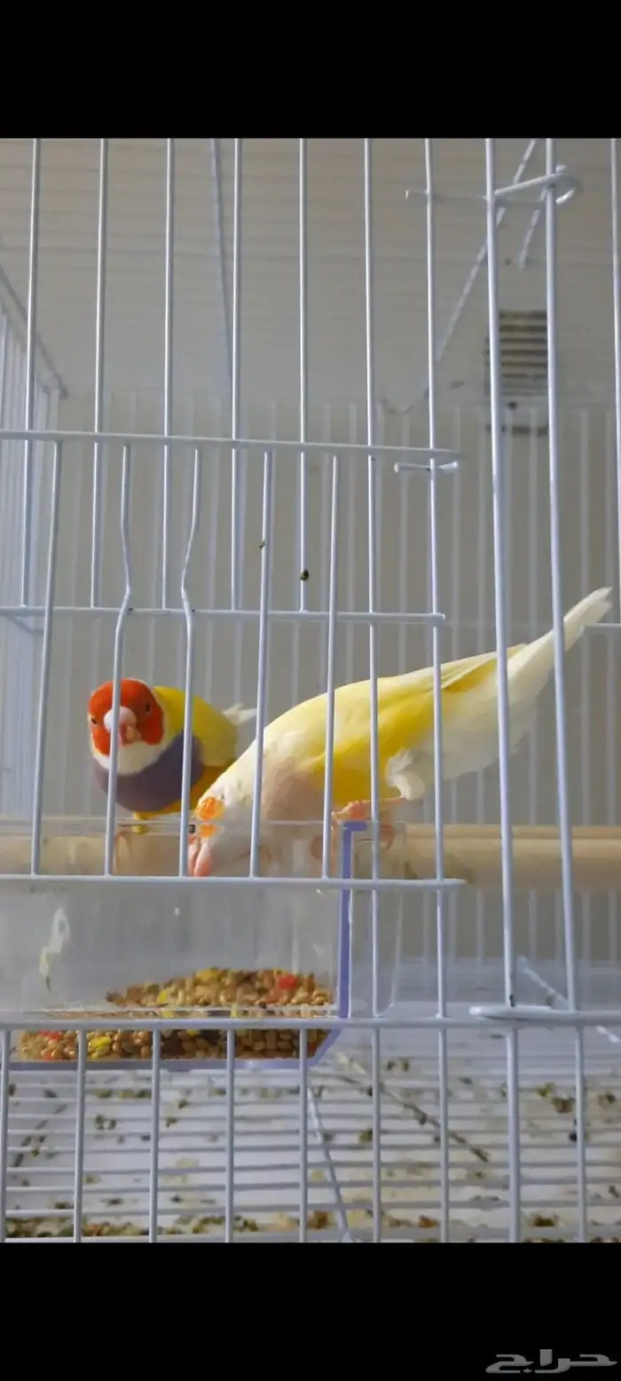 طيور زوج قولدن 0
