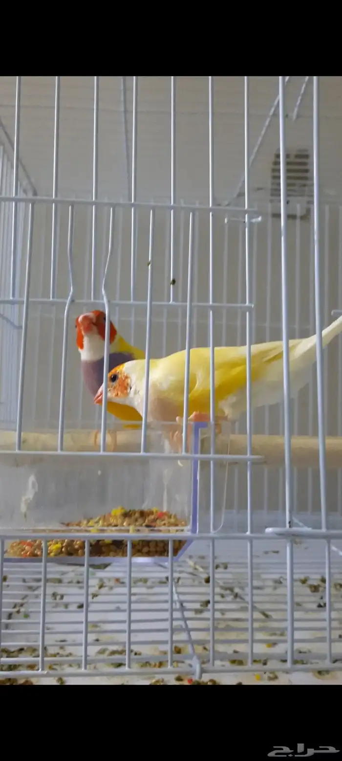 طيور زوج قولدن 2