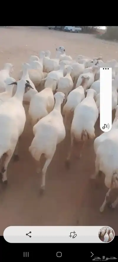 يوجد لدينا ضان رفيديات للبيع في مواليد وفي دفيع index